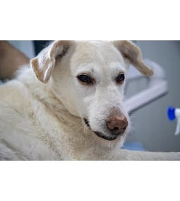 Kutya hasnyálmirigy gyulladás – A legfontosabb tudnivalók