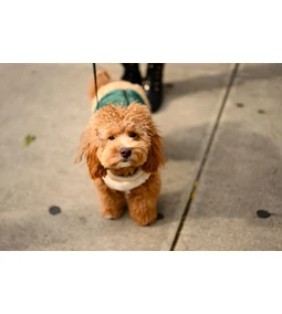 Havapoo – A „matrica” dizájnerfajta 