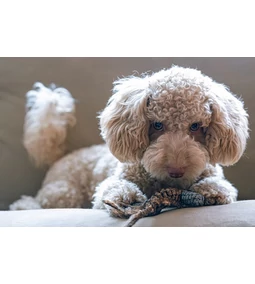 Hipoallergén kutya – Hogy a kutyaszőr allergia ne legyen átok