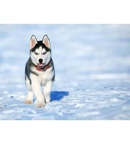 A csínytevő, makacs és önálló szépség: a husky