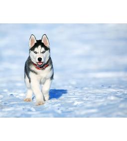 A csínytevő, makacs és önálló szépség: a husky