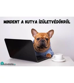 Izületvédő kutyáknak? Segítünk választani!