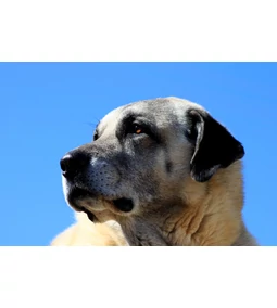 A Közel-Kelet büszke őre – A kangal