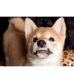 Kutya fogváltás: Azaz - jaj azok a tűhegyes babafogak!