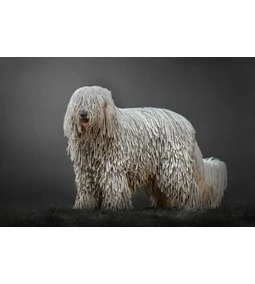 Komondor - a komoly testőr, aki otthon bohókás 