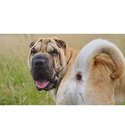 Szánkázik? Borzalmas szagot áraszt? Ez bizony a kutya bűzmirigy lesz!