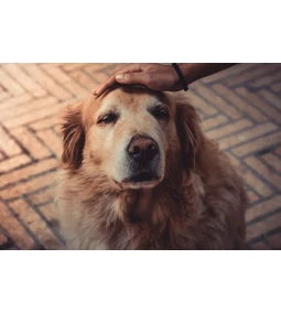 Kutya daganat - indul a pánik? 