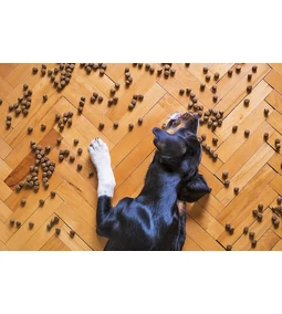 Kutya etetése táblázat segítségével - kölyökkutya etetése és rengeteg más tudnivaló 