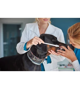 Fő a tisztaság! – A kutya fogápolás