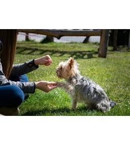 Így lesz gyerekjáték a kutya tanítása