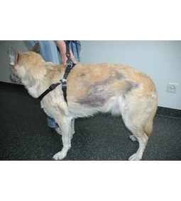 Kutya szőrhullás foltokban vagy teljesen– Mi a teendő?