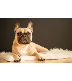 Kutya bőrbetegségek képekkel – Mire gyanakodj?