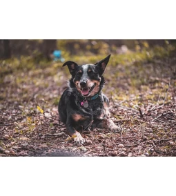 Kutya bőrféreg: Nem csak undi, rád is veszélyt jelent! 