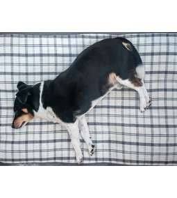 Kutya cukorbetegség- nem áll még meg ettől az élet