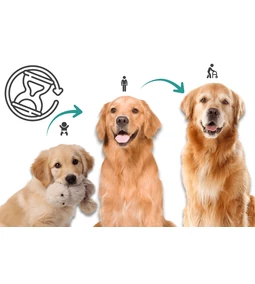 Kutya évek számítása- Hogyan is kell jól számolni? 