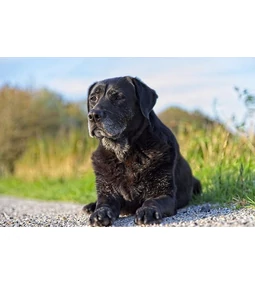 Kutya fájdalomcsillapító – Gyógyszer kisokos 