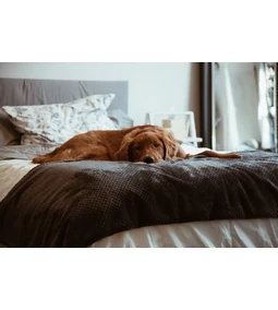 Kutya láz – mit tegyen a gazdi?