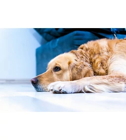 A májbeteg kutya etetése- Azaz minden, amit a kutya májbetegség témájáról tudni illik