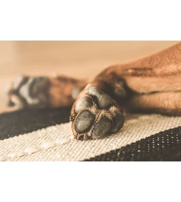 Kutya mancs –legcukibb kutya testrész