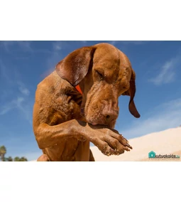 Kutya nyalja a lábát - mi lehet az oka?