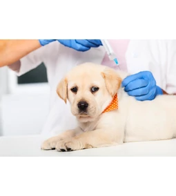 Kutya oltások: Minden, amit a vakcinákról tudnia kell a gazdiknak