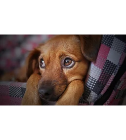 Remeg a kutya- A sokféle dolgot is jelenthető tünet