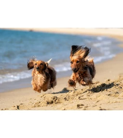 Kutyás strand 2025 – Elhoztuk nektek a legfrissebb listát 