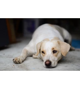 Kutya székrekedés – Amikor a kis gond nagy gond