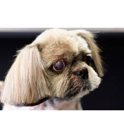 Kutya szemgyulladás kezelése otthon- hasznos tippek a csepegtetéshez