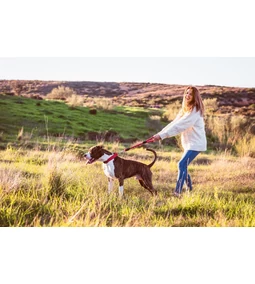 Vedlés, allergia, vérszívók – így készülj fel a tavaszra kutyagazdiként