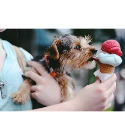 Kutya fagyi  - egy nyalat jöhet? 