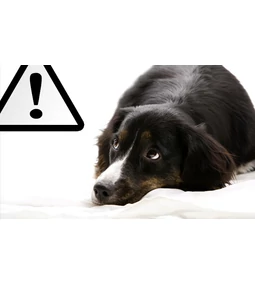 Gyomorrontás kutyáknál: a legjobb szándékkal is okozhatunk bajt