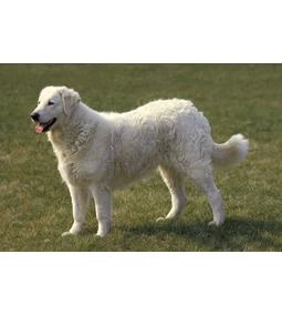 Kuvasz- több mint testőr!