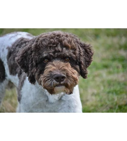 Lagotto romagnolo- a bongyori, jó orrú vadászkutya