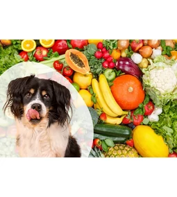 Milyen gyümölcsöt ehet a kutya és zöldséget? Hozzuk a listát!