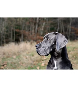 Az öblös hangú gigantikus öleb- a német dog