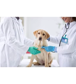 Parvo – a halálos veszély kedvencedre