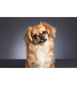 A Palotapincsi, azaz a Pekingi palota kutya