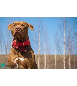 Amerikai pitbull terrier- családi eb vagy vérengző harcikutya?