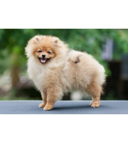 Pomerániai törpespicc – a mindig mosolygós szőrmók