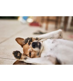 Prebiotikum kutyáknak a kiegyensúlyozott emésztésért