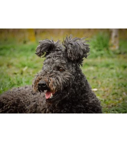 A hiperaktív sporttárs – Íme, a pumi!