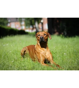 A Rhodesian ridgeback- a ritkán látott, de annál fenségesebb fajta