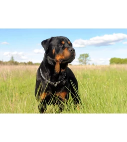 Rottweiler – a termetes és agyas védelmező