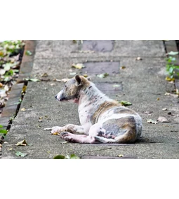 Rüh kezelése ecettel – Mítosz vagy valóság?