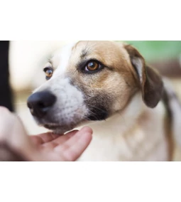 Kell-e vitaminpótlás a kutyának?