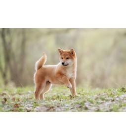 Shibu inu – a róka fülű plüssmaci