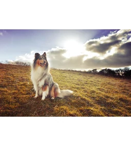 Skót juhász: az eszes nagybundás családi kedvenc