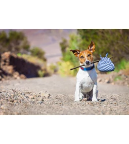 Kirándulás a kutyával – mire kell figyelni?