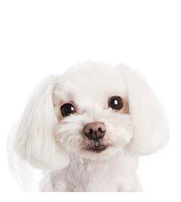 Miért színeződik el a fehér kutyák szőre?